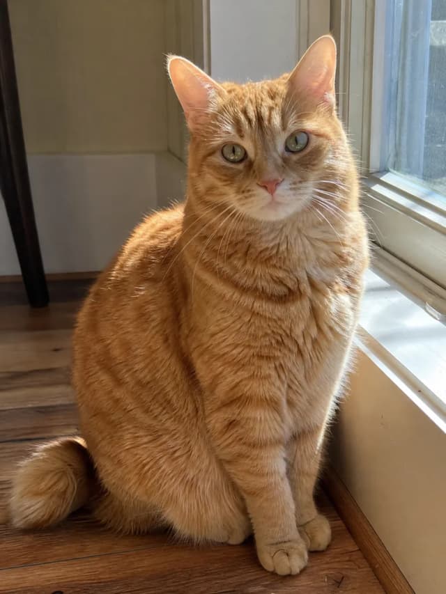 Pet Photo to Collectible Figure – Before