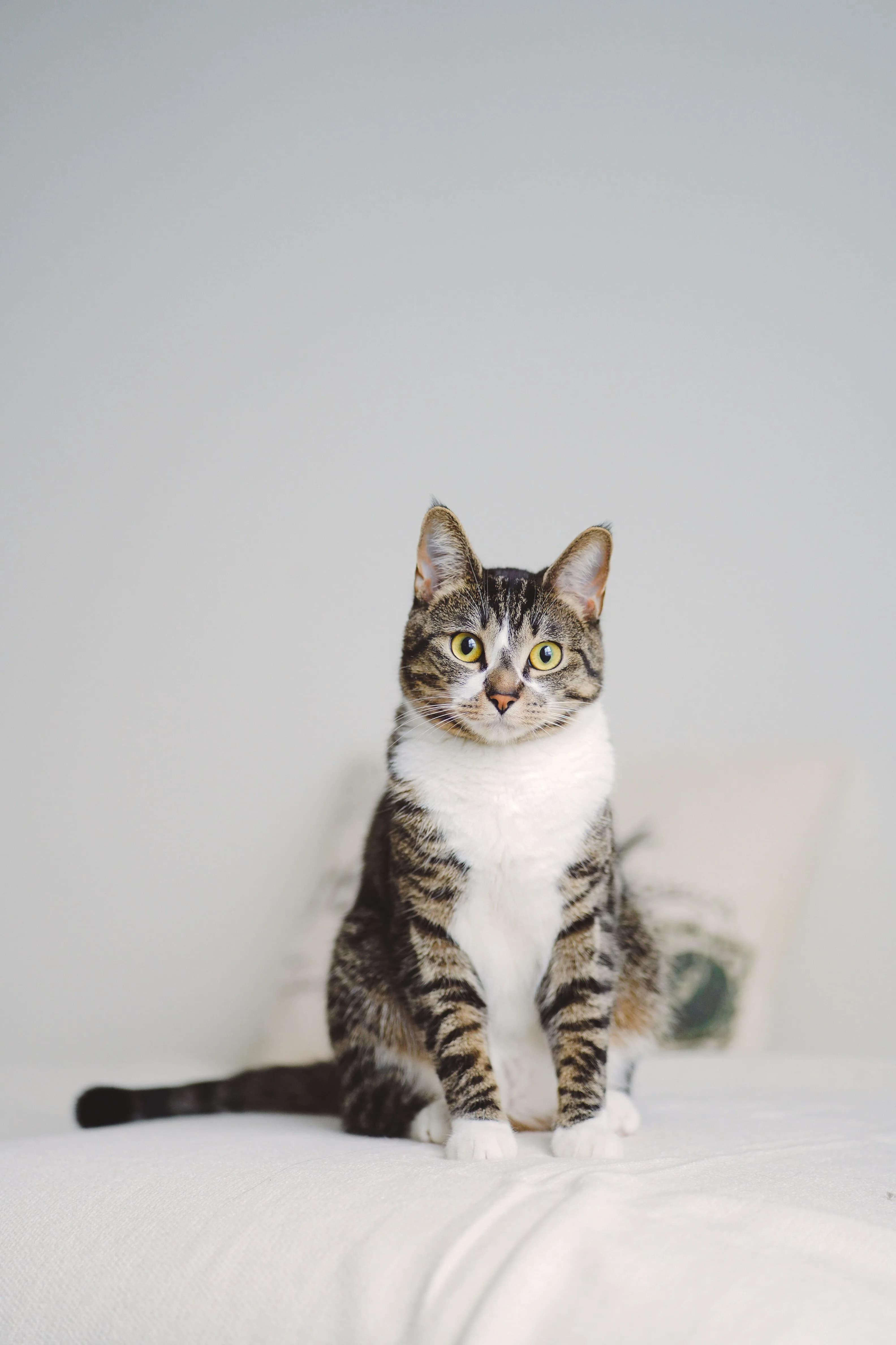 Cat photo